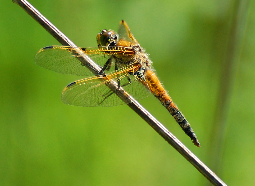 [Four-Spotted Skimmer]