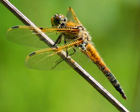 [Four-Spotted Skimmer]