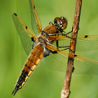 [Four-Spotted Skimmer]