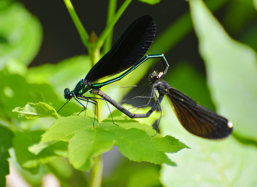 [Mating Jewelwings]