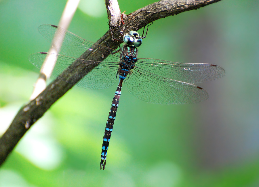 [Mosaic Darner]