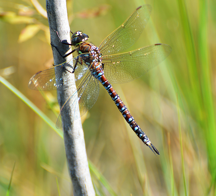 [Variable Darner]