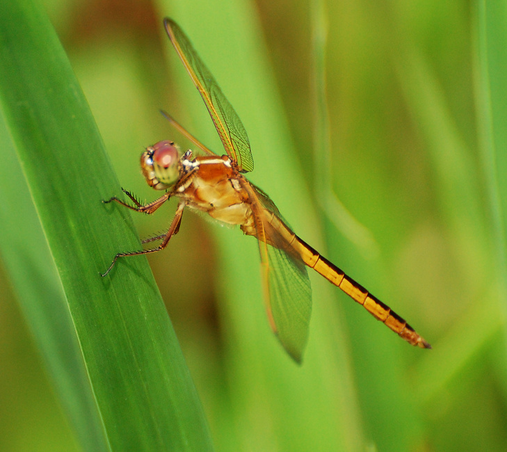 [Needham's Skimmer]