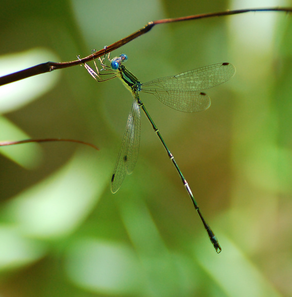 [Slender Spreadwing]