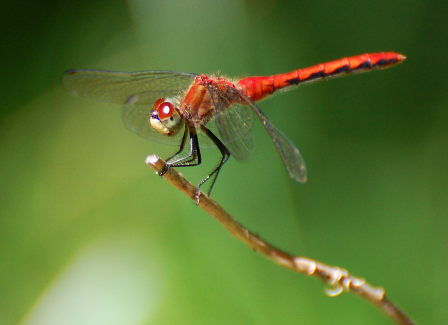 [White-Faced Meadowhawk]