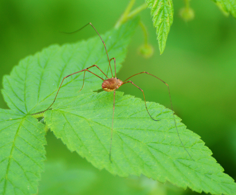 [Daddy Longlegs]