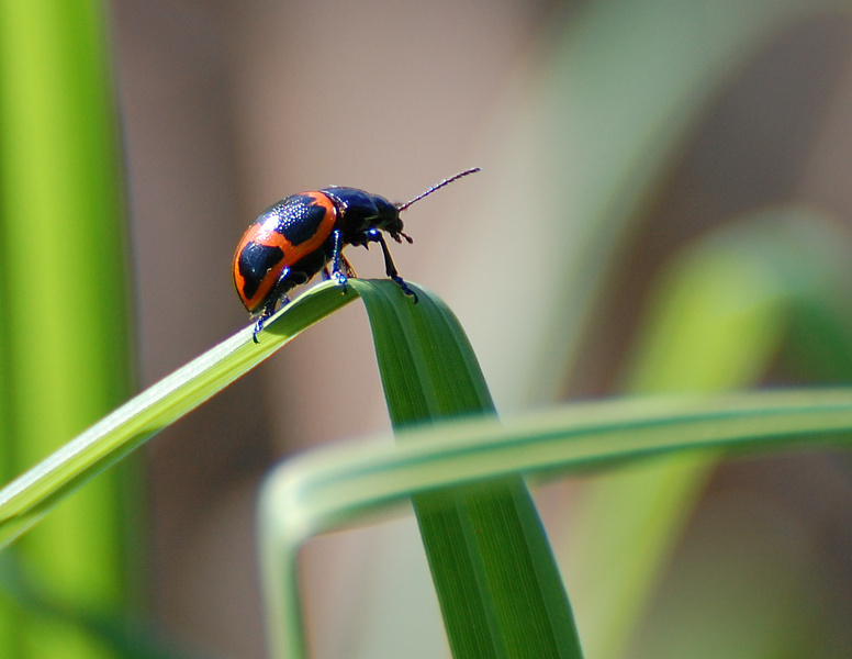 [Ladybug]