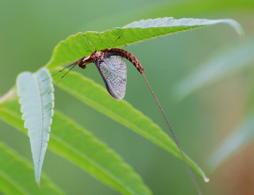 [Mayfly]