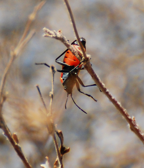 [Milkweed Bug]