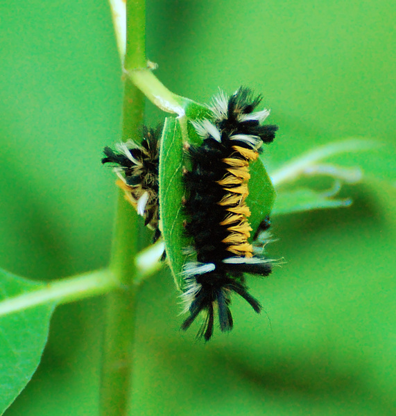 [Milkweed Tussock Caterpillars]