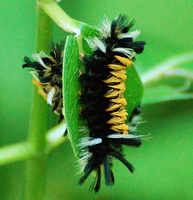 [Milkweed Tussock Caterpillars]