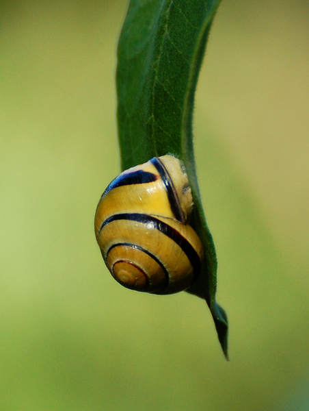 [Saffron Snail]