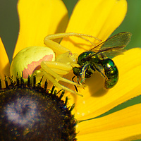[Crab Spider Meal]