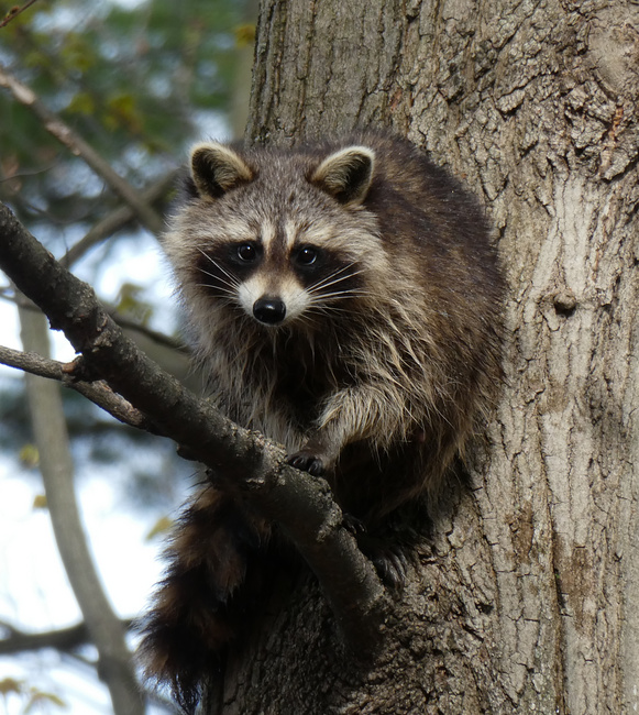 [Raccoon]