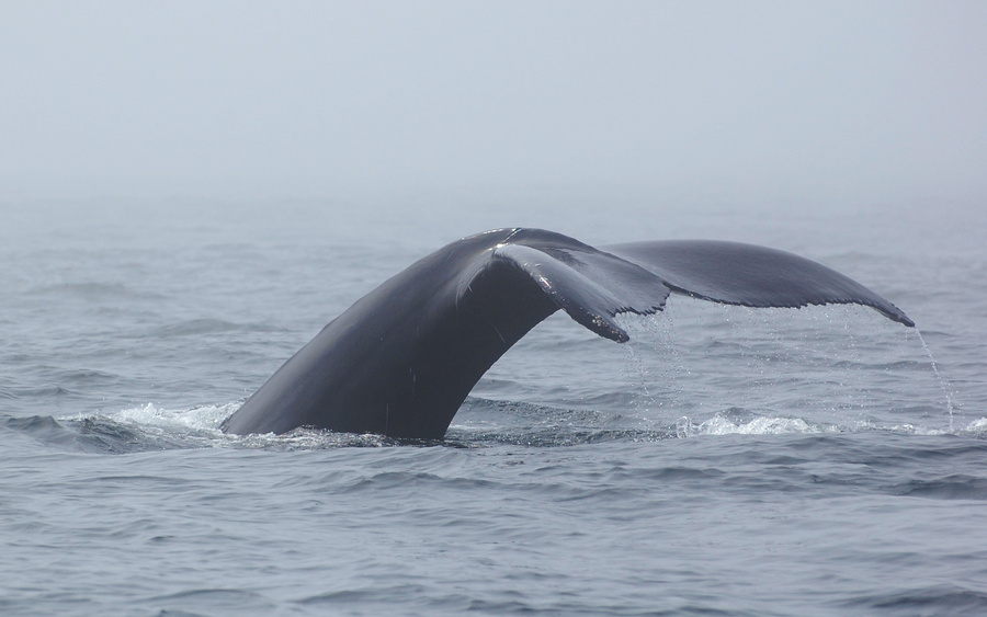 [Humpback In The Mist]