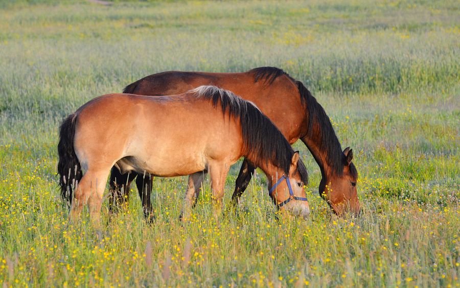 [Constance Bay Horses]