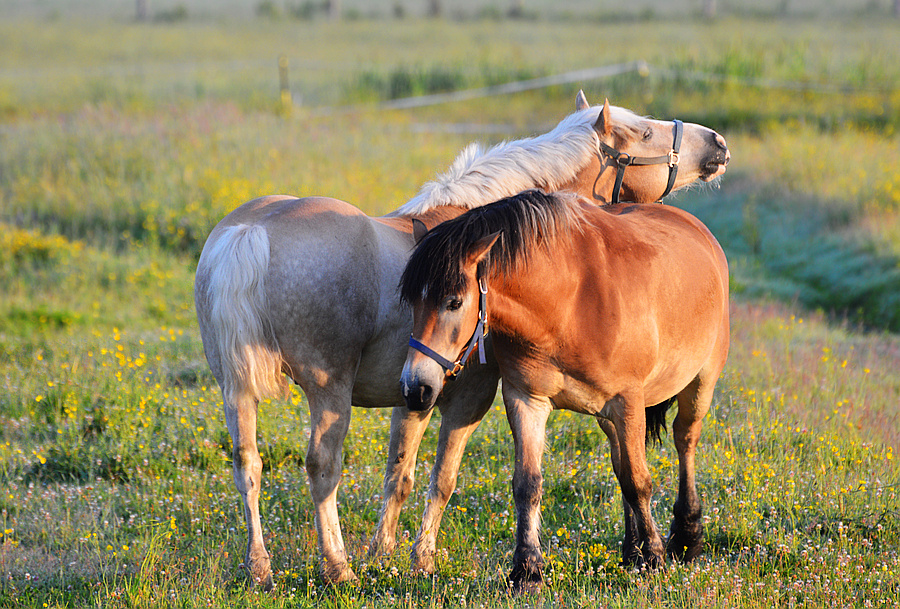 [Constance Bay Horses]