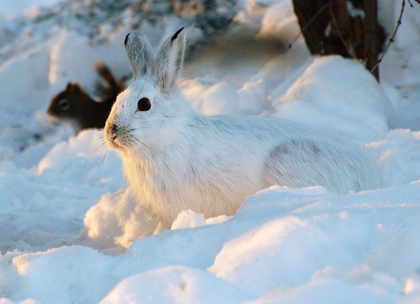 [Snowshoe Hare]