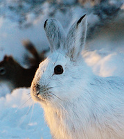 [Snowshoe Hare]