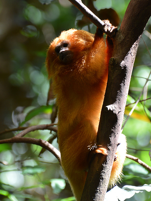 [Golden Lion Tamarin]