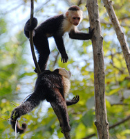 [White-Faced Capuchins]