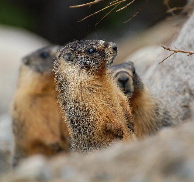 [Marmot Colony]