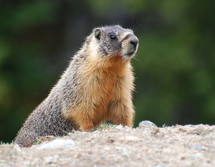 [Yellow-Bellied Marmot]