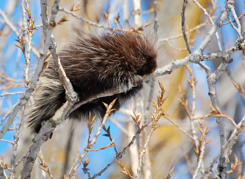 [Porcupine]