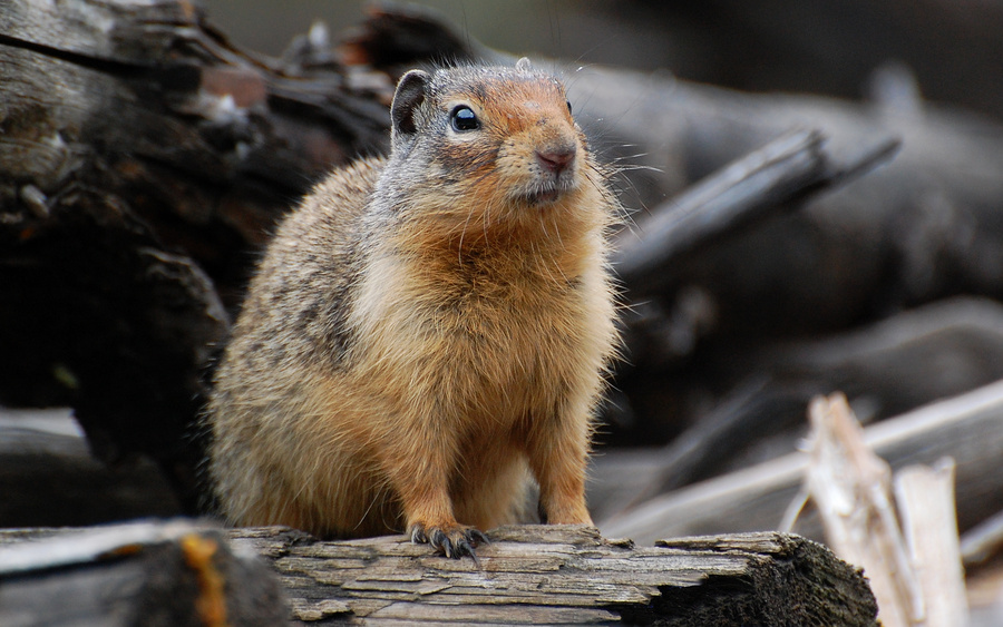 [Columbian Ground Squirrel]