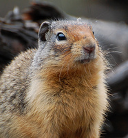 [Columbian Ground Squirrel]