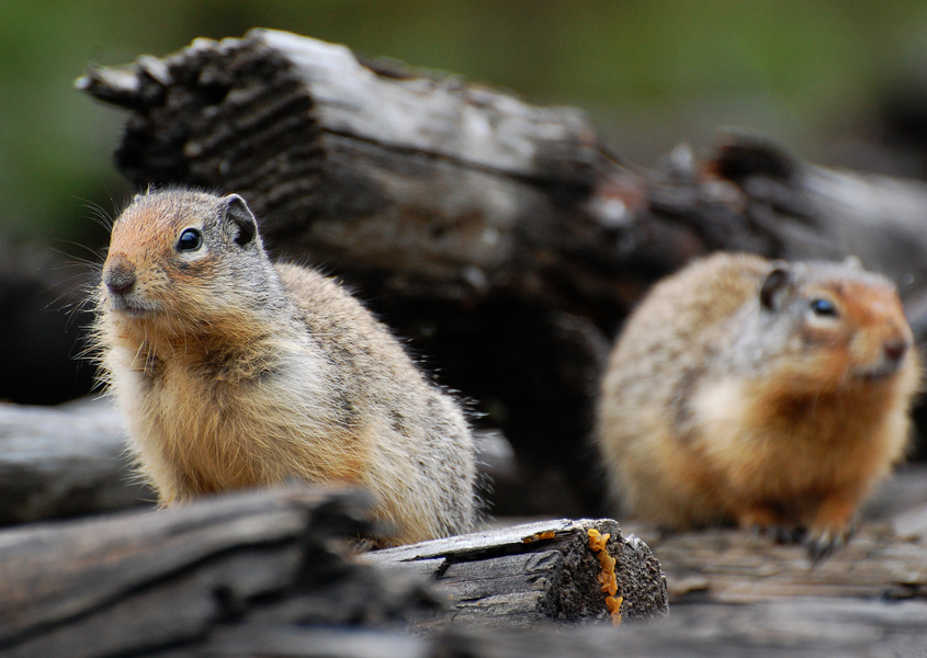 [Columbian Ground Squirrels]