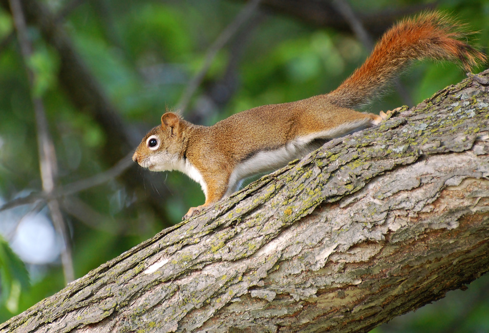 [Red Squirrel]