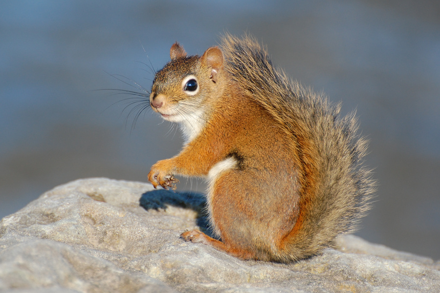 [Red Squirrel]