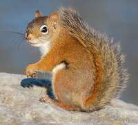 [Red Squirrel]