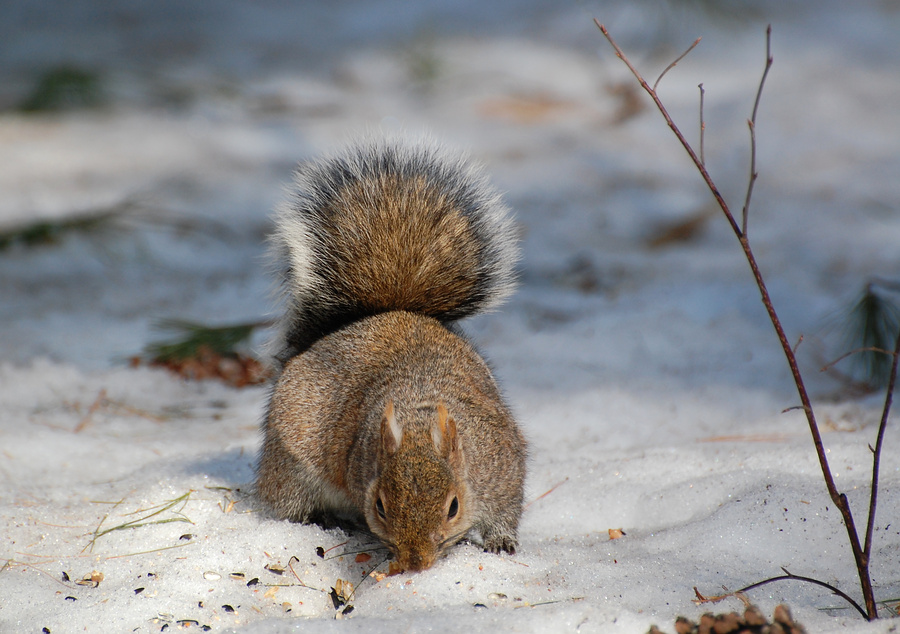 [Winter Forage]