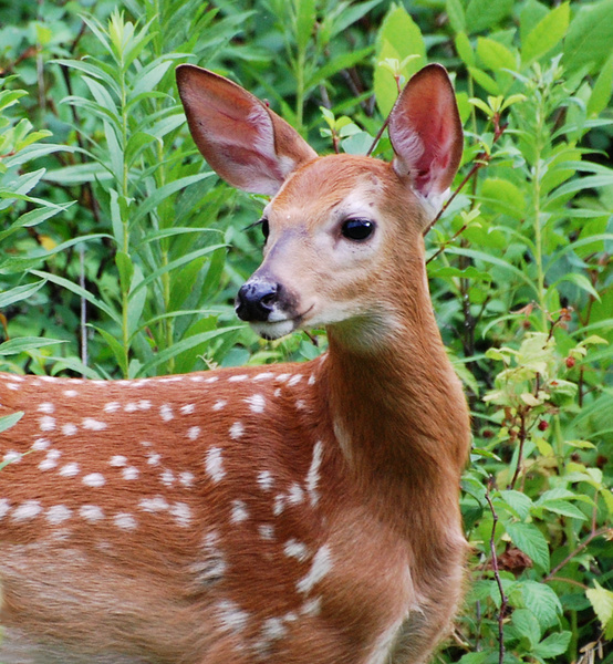 [White-Tailed Fawn]