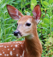 [White-Tailed Fawn]