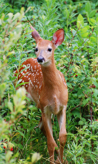 [White-Tailed Fawn]