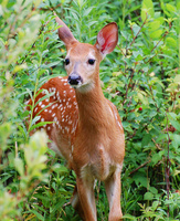 [White-Tailed Fawn]