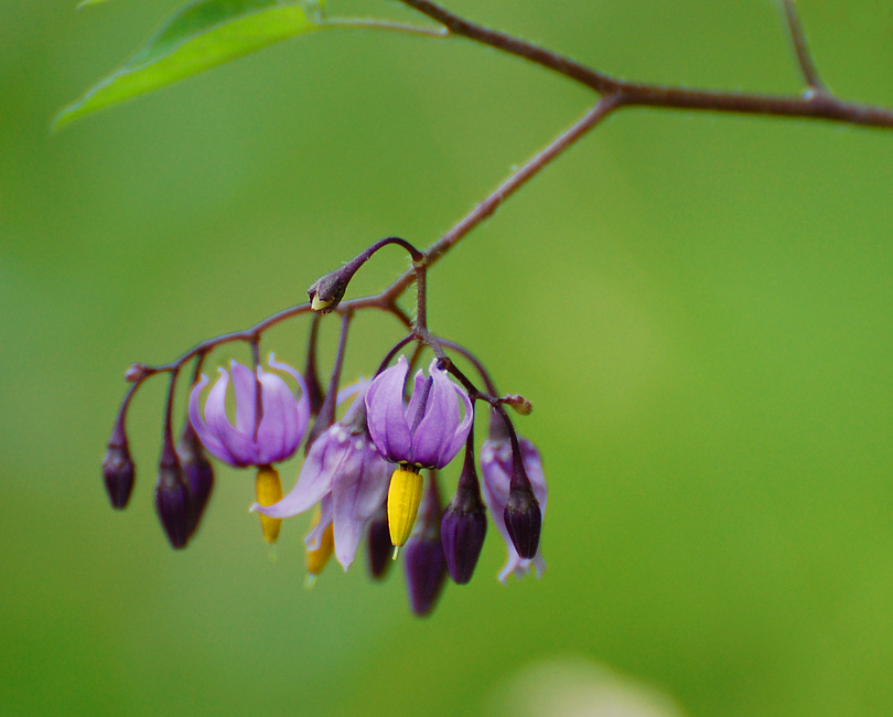 [Bitter Nightshade]