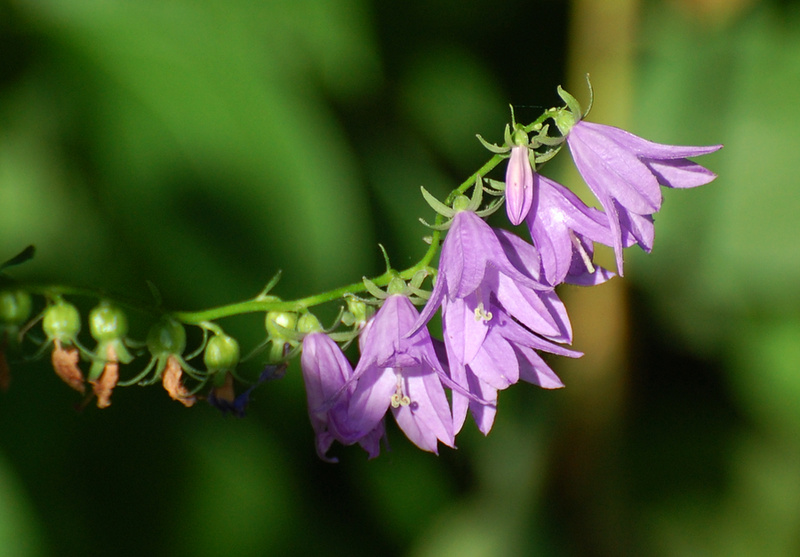 [Creeping Bellflower]