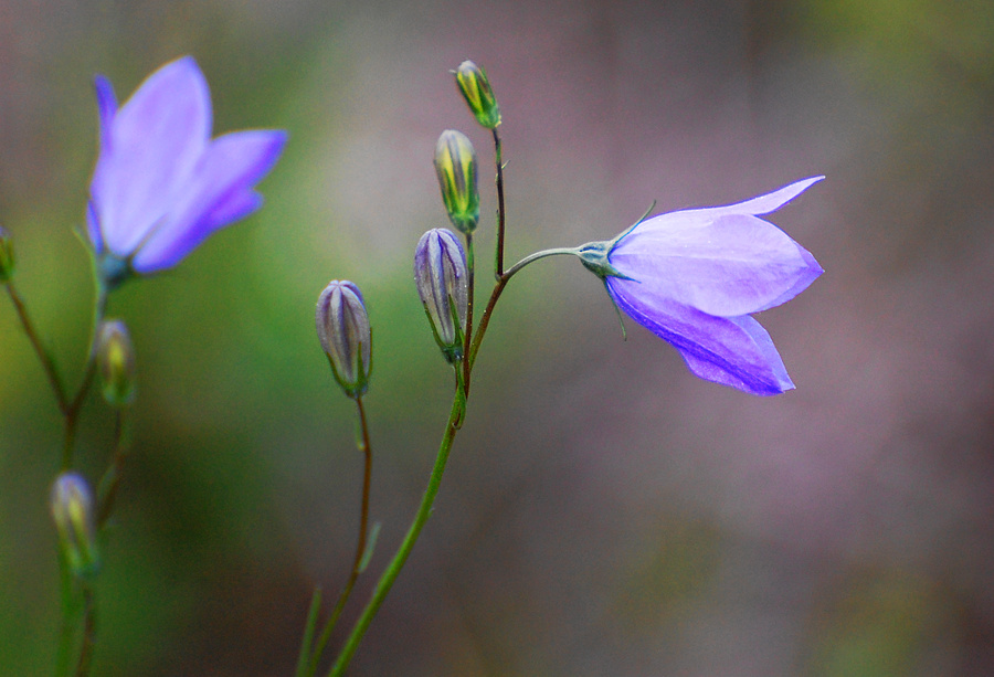 [Harebells]