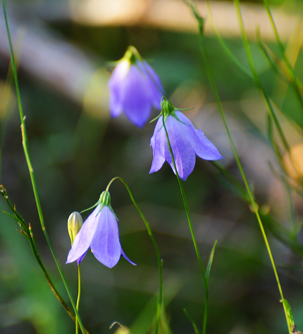 [Harebells]