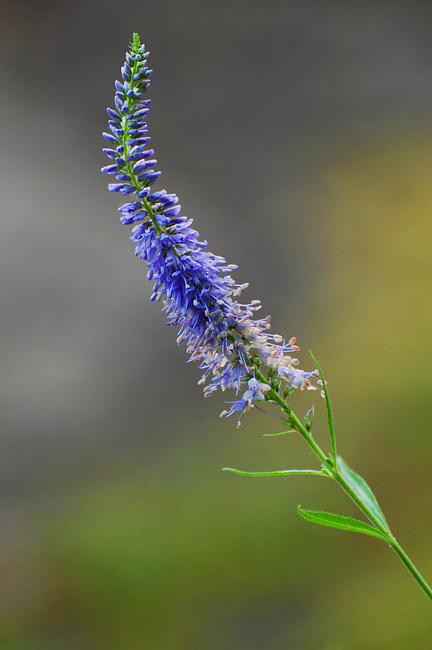 [Long-Leaved Speedwell]