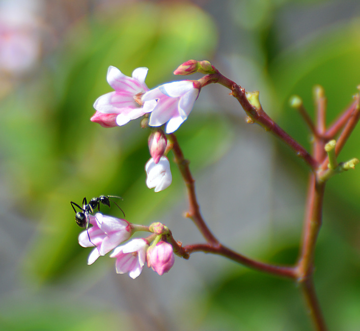 [Ant in Dogbane]