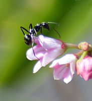 [Ant in Dogbane]