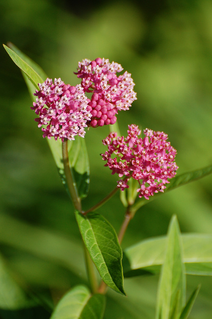 [Milkweed In Bloom]