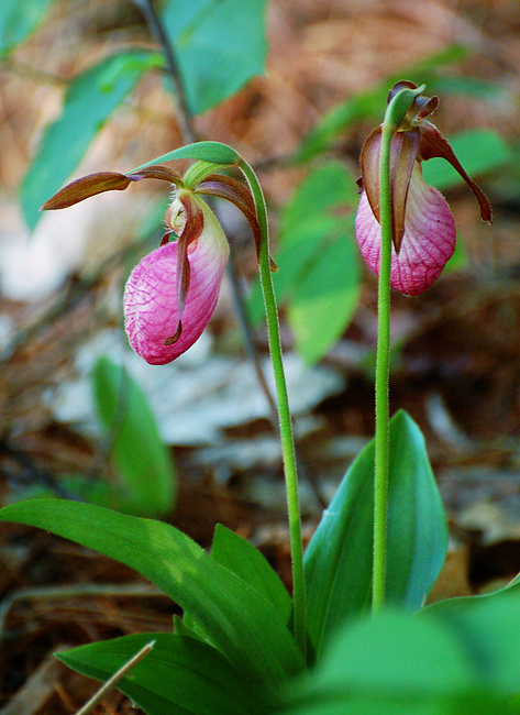[Pink Ladyslippers]