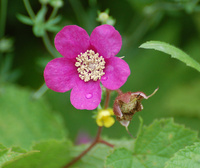 [Purple-flowering Raspberry]