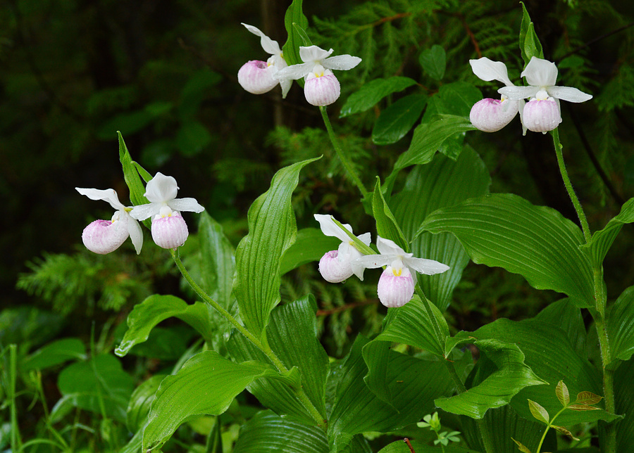 [Showy Ladyslippers]